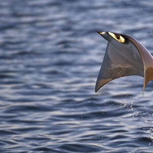 Smoothtail Ray / Mobula (Mobula thurstoni) flying out of the water, Baja California