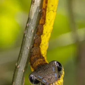 Snake-mimic caterpillar Print, Costa Rica Snake-mimic caterpillar Print, Costa Rica