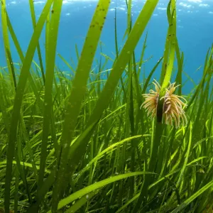 Snakelocks Anemone Print on Eelgrass Stalk Snakelocks Anemone Print on Eelgrass Stalk