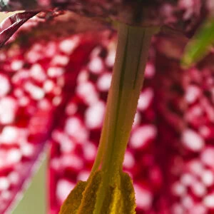 Snakeshead fritillary (Fritillaria meleagris) close up