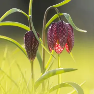 Snakeshead fritillary (Fritillaria meleagris) Clattinger Farm, Wiltshire, England, UK Snakeshead fritillary (Fritillaria meleagris) Clattinger Farm, Wiltshire, England, UK