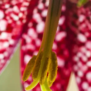 Print of Snakeshead Fritillary Close-up Print of Snakeshead Fritillary Close-up