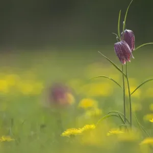 Snakeshead fritillary (Fritillaria meleagris) North Meadow, Cricklade Snakeshead fritillary (Fritillaria meleagris) North Meadow, Cricklade