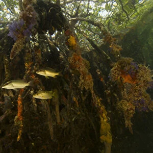 Snappers {Lutjanidae} amongst the roots of Red Mangrove trees {Rhizophora mangle}