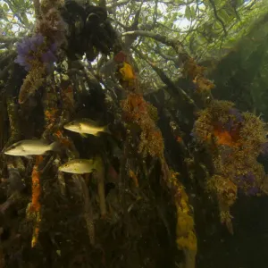 Snappers {Lutjanidae} amongst the roots of Red Mangrove trees {Rhizophora mangle} Snappers {Lutjanidae} amongst the roots of Red Mangrove trees {Rhizophora mangle}