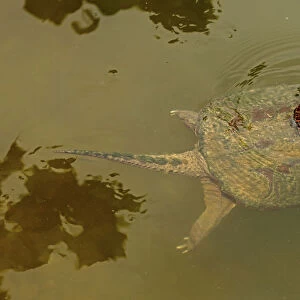 Snapping turtle (Chelydra serpentina) with Painted turtle (Chrysemys picta) feeding