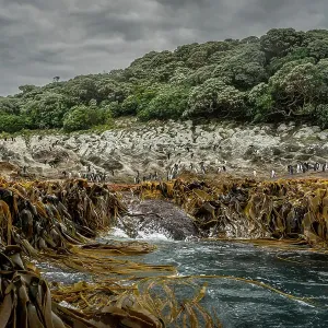 Snares Crested Penguin Colony Print Snares Crested Penguin Colony Print