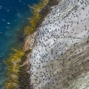 Snares island crested penguin (Eudyptes robustus) colony on the coast, high angle view