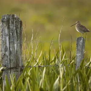 Snipe (Gallinago gallinago) perched on a post in a marshy area of Yellow Flag Iris Snipe (Gallinago gallinago) perched on a post in a marshy area of Yellow Flag Iris
