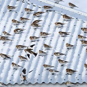 Snow bunting (Plectrophenax nivalis) flock resting on a roof, Iceland. March