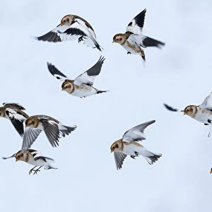 Snow bunting (Plectrophenax nivalis) flock in flight, brown feathers visible, Iceland. March