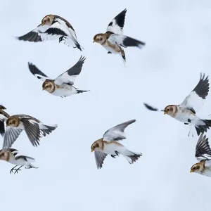 Snow bunting (Plectrophenax nivalis) flock in flight, brown feathers visible, Iceland. March Snow bunting (Plectrophenax nivalis) flock in flight, brown feathers visible, Iceland. March