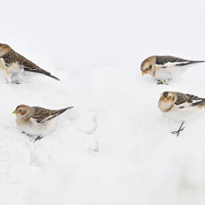 Snow Buntings (Plectrophenax nivalis) searching for food in snow, Cairngorms National Park