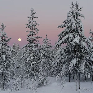 Snow covered conifer trees at sunset, Kuusamo, Finland. February 2011