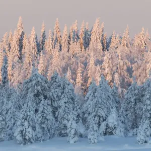 Bosque cubierto de nieve en la luz del atardecer. Finlandia central. Enero 2019 Bosque cubierto de nieve en la luz del atardecer. Finlandia central. Enero 2019