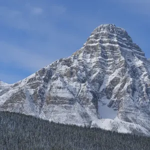 Snow-covered Mount Chephren Print, coniferous forest below Snow-covered Mount Chephren Print, coniferous forest below