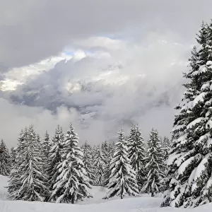 Snow-covered Pine trees and clouds over Mont Blanc after a recent snowstorm, Les Houches