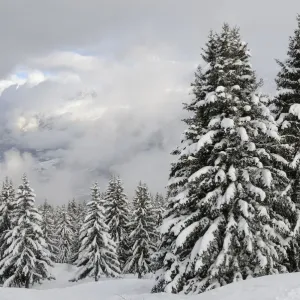 Snow-covered Pine Trees Print, Mont Blanc Landscape Snow-covered Pine Trees Print, Mont Blanc Landscape