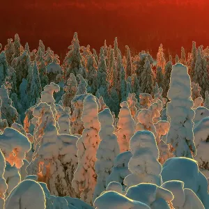 Forêt de taïga recouverte de neige en Finlande. Récompensée aux MontPhoto awards 2020. Forêt de taïga recouverte de neige en Finlande. Récompensée aux MontPhoto awards 2020.