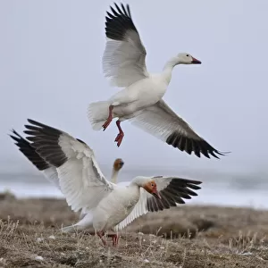 Snow geese (Chen caerulescens caerulescens) taking off, Wrangel Island, Far Eastern Russia