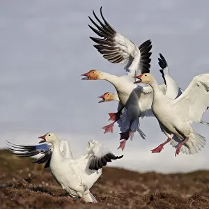 Snow geese (Chen caerulescens caerulescens) group calling and landing, Wrangel Island