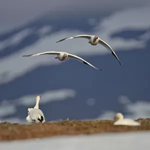 Snow geese (Chen caerulescens caerulescens) pair in flight, Wrangel Island, Far Eastern Russia