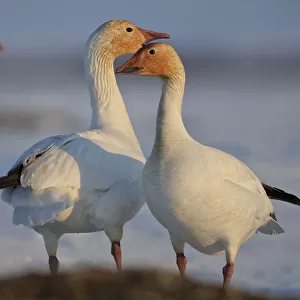 Snow geese (Chen caerulescens caerulescens) pair in courtship display, Wrangel Island