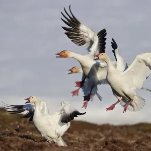 Snow geese (Chen caerulescens caerulescens) group calling and landing, Wrangel Island Snow geese (Chen caerulescens caerulescens) group calling and landing, Wrangel Island