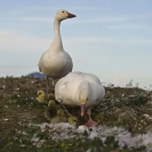 Snow geese (Chen caerulescens caerulescens) pair with chicks at nest, Wrangel Island Snow geese (Chen caerulescens caerulescens) pair with chicks at nest, Wrangel Island