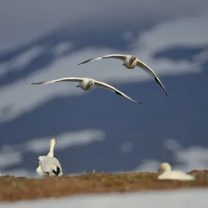 Snow geese (Chen caerulescens caerulescens) pair in flight, Wrangel Island, Far Eastern Russia Snow geese (Chen caerulescens caerulescens) pair in flight, Wrangel Island, Far Eastern Russia