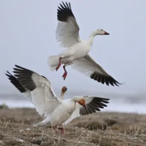 Snow geese (Chen caerulescens caerulescens) taking off, Wrangel Island, Far Eastern Russia Snow geese (Chen caerulescens caerulescens) taking off, Wrangel Island, Far Eastern Russia