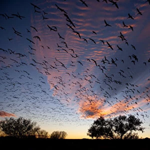 Snow Geese (Chen caerulescens) in flight, silhouetted against colourful dusk sky