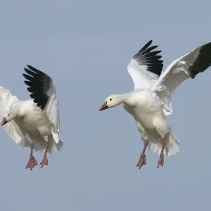 Snow Goose in Flight Print, Bosque del Apache National Wildlife Reserve Snow Goose in Flight Print, Bosque del Apache National Wildlife Reserve