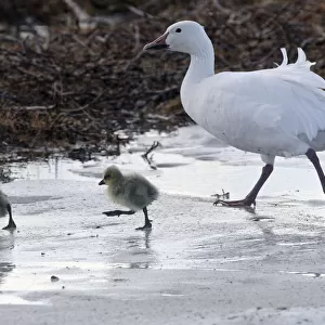 Snow goose (Chen caerulescens caerulescens) parent with chicks walking across ice