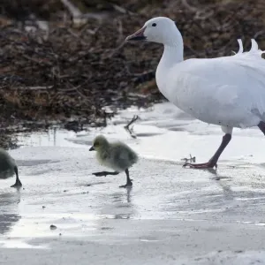 Snow goose (Chen caerulescens caerulescens) parent with chicks walking across ice Snow goose (Chen caerulescens caerulescens) parent with chicks walking across ice