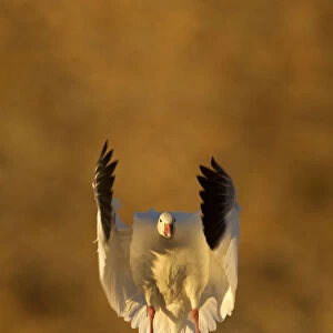Snow Goose (Chen caerulescens), coming in to land. Bosque del Apache, New Mexico