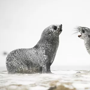 Snow and ice covered Antarctic fur seals (Arctocephalus gazella) play and rest
