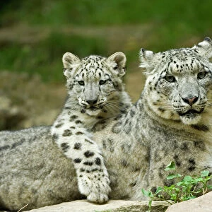 Snow leopard mother (Uncia uncia) with cub, captive, occurs in mountains of central