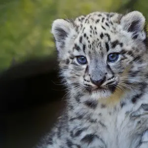 Captive Snow leopard Print, three months old Captive Snow leopard Print, three months old