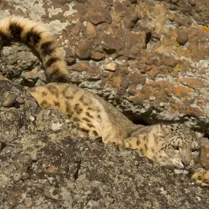 Snow leopard print on rocky ground Snow leopard print on rocky ground