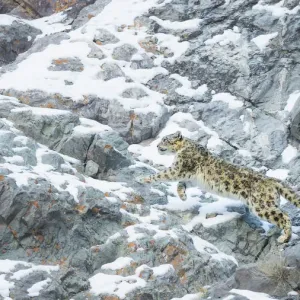 Snow Leopard Print: Mountain Climber, Hemis National Park, India Snow Leopard Print: Mountain Climber, Hemis National Park, India