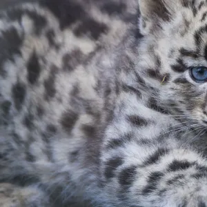 Snow leopard (Panthera uncia) cub age three months, captive