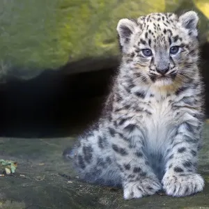 Snow leopard (Panthera uncia) cub age three months, captive