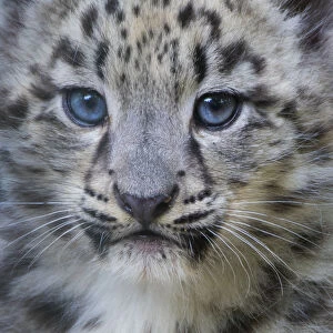 Snow leopard (Panthera uncia) cub age three months, captive