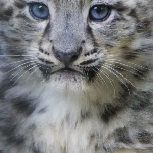 Print of a three-month-old captive Snow leopard cub Print of a three-month-old captive Snow leopard cub