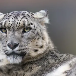 Snow leopard (Panthera uncia) with ears back. Captive