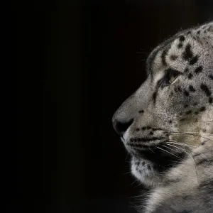 Snow leopard print Snow leopard print