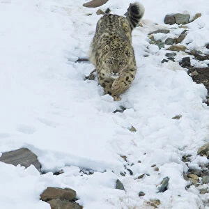 Snow leopard (Panthera uncia), Hemis National Park, Ladakh, India, February