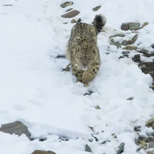 Snow leopard (Panthera uncia), Hemis National Park, Ladakh, India, February Snow leopard (Panthera uncia), Hemis National Park, Ladakh, India, February