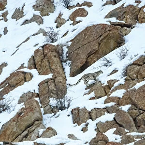 Snow leopard (Panthera uncia) male moving over rocky, snow-covered slopes. Ulley Valley